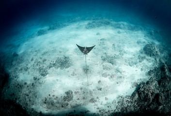 Eagle ray cruising over coral rubbing in Hawaii