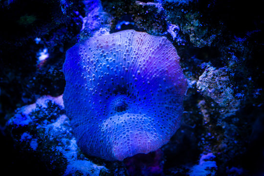 Blue discosoma (Actinodiscus) coral in a reef tankv