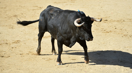 dangerous bull in spanish bullring with big horns