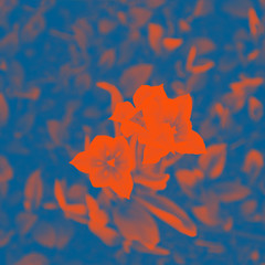 Flowers tulips. Classic blue and orange lush lava colors