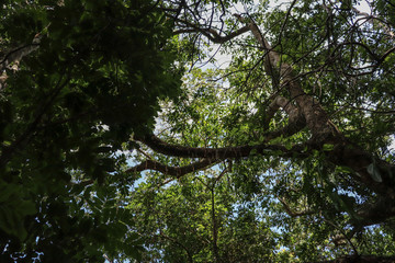 tree in forest