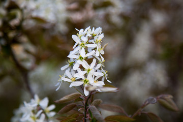 Spring white flowers, background image with place for text.