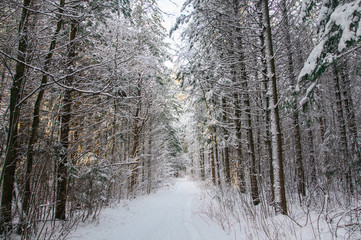 Winter pine forest under snow, beutiful snowy landscape