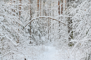 Winter pine forest under snow, beutiful snowy landscape