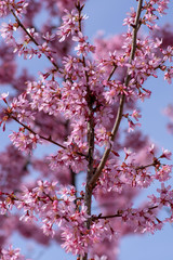 Prunus okame flowering early spring ornamental tree, beautiful small pink flowers in bloom