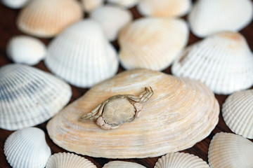 Sea crab is on the shell. Background concept for tourism, traveling, holiday idea.