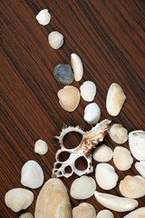 Sea shells background on wooden surface. Tourism, traveling, holiday concept idea.
