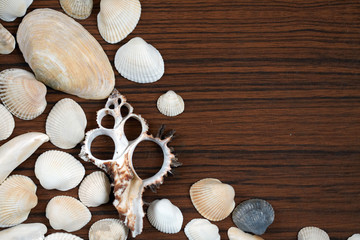 Sea shells background on wooden surface. Tourism, traveling, holiday concept idea.