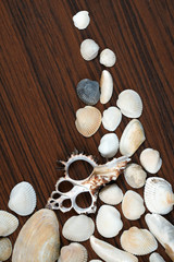 Sea shells background on wooden surface. Tourism, traveling, holiday concept idea.