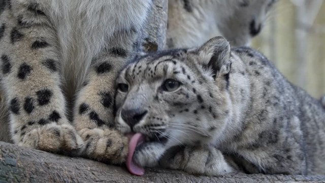 Snow leopard family grooming social behaviour