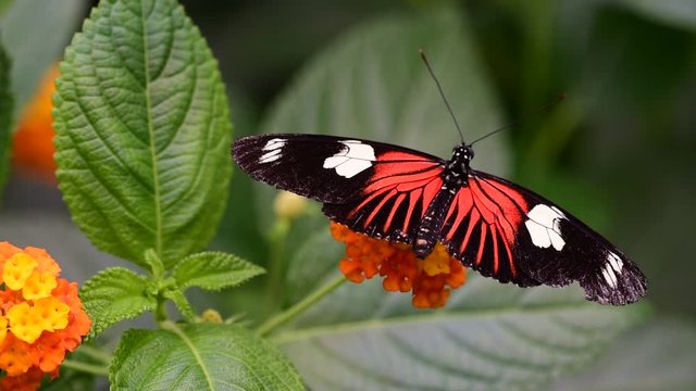 Doris longwing (Heliconous doris / Laparus Doris) tropical butterfly native to Central America and the Amazon rainforest closing wings