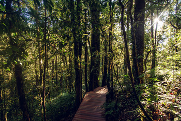 Rainforest in Doi Inthanon National Park , Thailand
