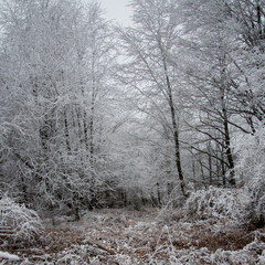 fairytale image in a frozen forest