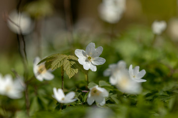 white flowers in garden