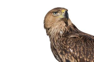 Portrait of an eagle on an isolated white background.