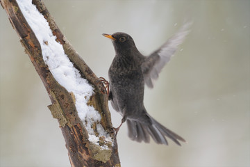Amsel Turdus merula