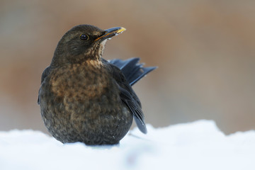 Amsel Turdus merula
