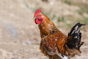 A rooster walks in the poultry yard.