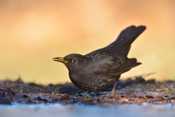 Amsel Turdus merula