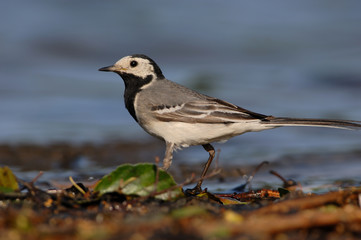 Bachstelze Motacilla alba