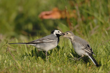 Bachstelze Motacilla alba