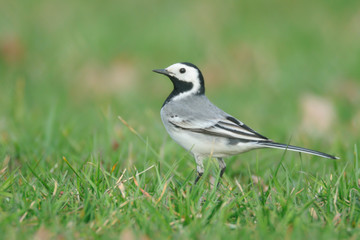 Bachstelze Motacilla alba