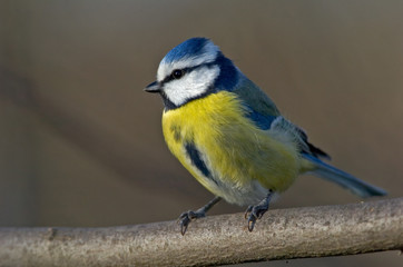 Blaumeise Parus caeruleus