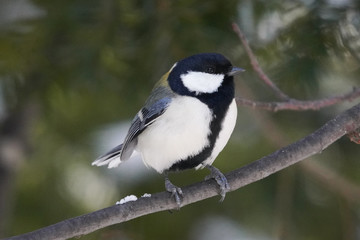 シジュウカラ