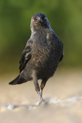 Dohle Corvus monedula