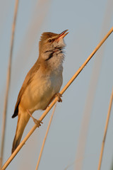 Drosselrohrsänger Acrocephalus arundinaceus