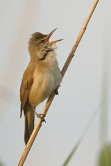 Drosselrohrsänger Acrocephalus arundinaceus