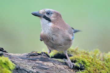 Eichelhäher Garrulus glandarius