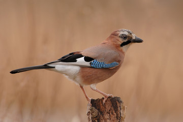 Eichelhäher Garrulus glandarius