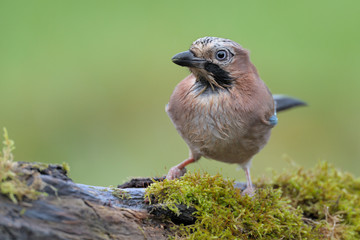 Eichelhäher Garrulus glandarius