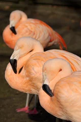Fotobehang Flamingos sleeping © Maciej_W