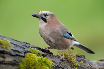 Eichelhäher Garrulus glandarius