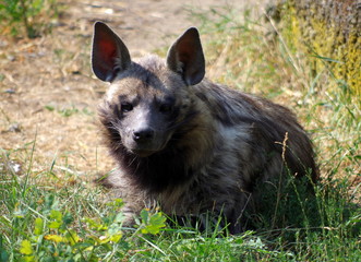 Hyena lying