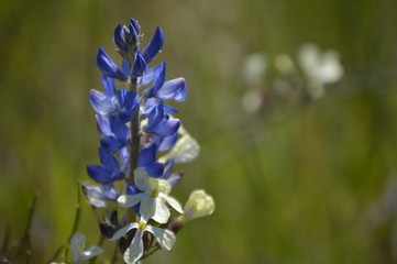 Wildflowers of the Andalusian countryside