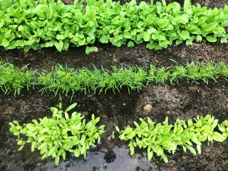 Seedlings in ground Young herbs vegetables plants growing soil