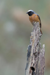 Gartenrotschwanz Phoenicurus phoenicurus