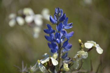 Wildflowers of the Andalusian countryside
