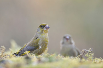 Grünfink Carduelis chloris