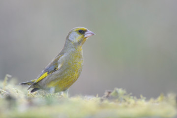 Grünfink Carduelis chloris