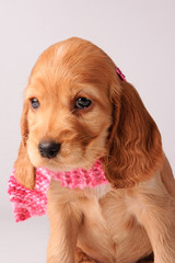 Cocker spaniel puppy in grey background.