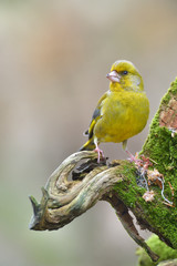 Grünfink Carduelis chloris