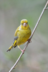 Grünfink Carduelis chloris