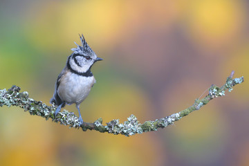 Haubenmeise Parus cristatus