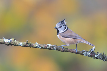 Haubenmeise Parus cristatus
