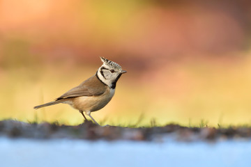 Haubenmeise Parus cristatus