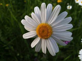 Fototapeta premium Close-up Marguerite Blossom. edible plants. Healing power on my set meal